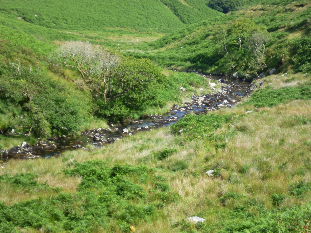 A Dartmoor valley in summer, with bright green bracken and grass around a river