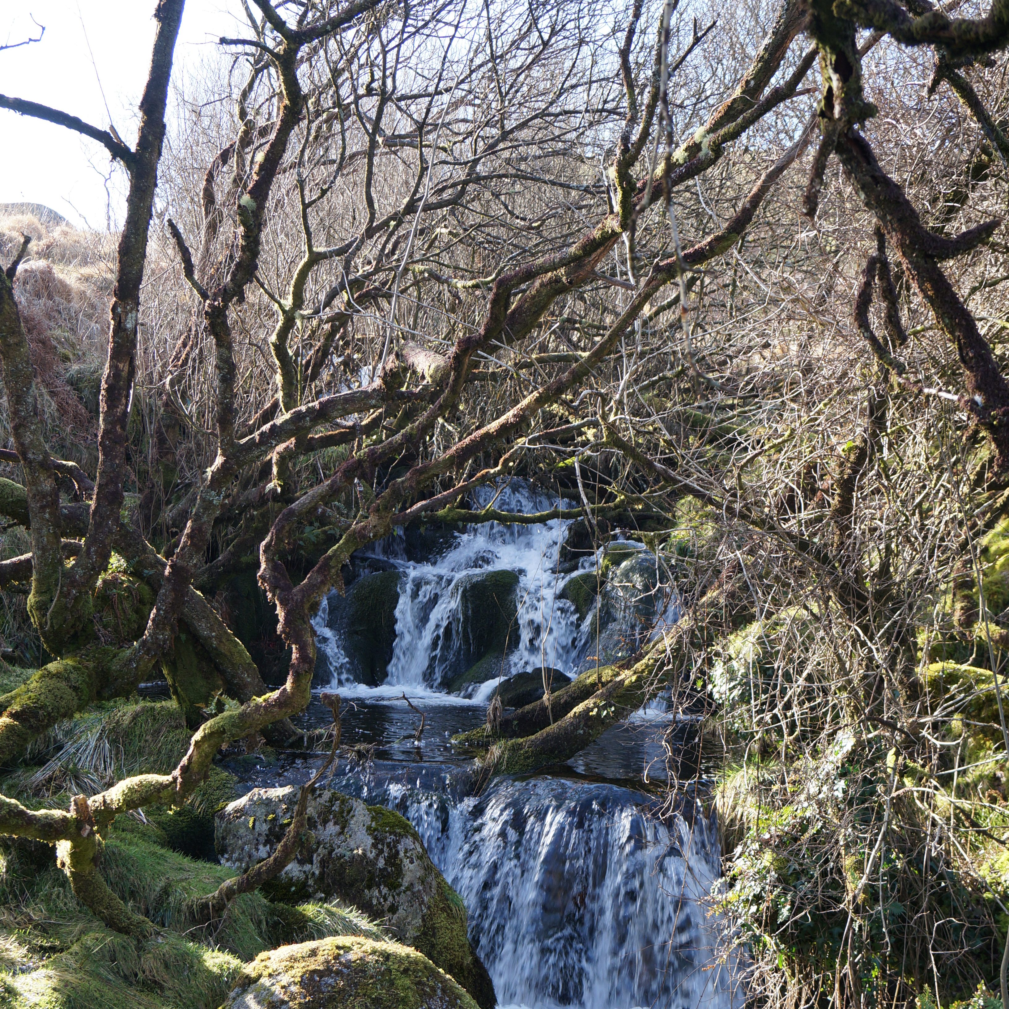 A peaty Dartmoor stream running over mossy rocks and under small gnarly trees with bare winter branches