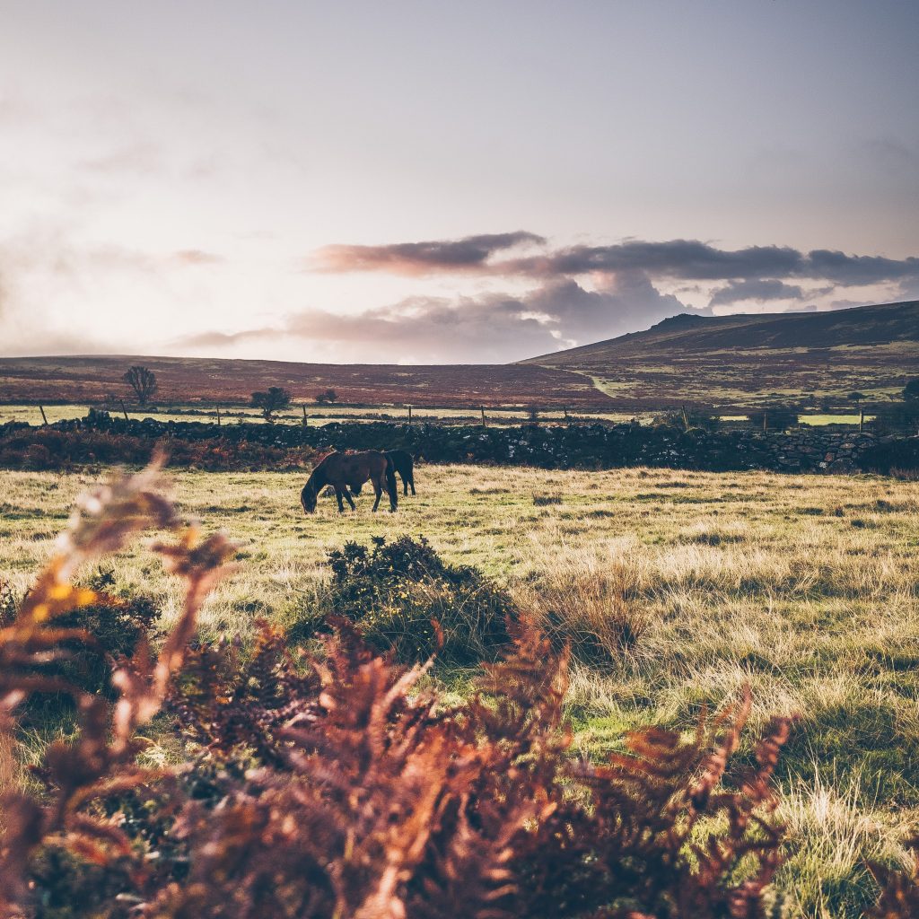 A photo of Dartmoor, with ponies grazing in front of a rocky hill