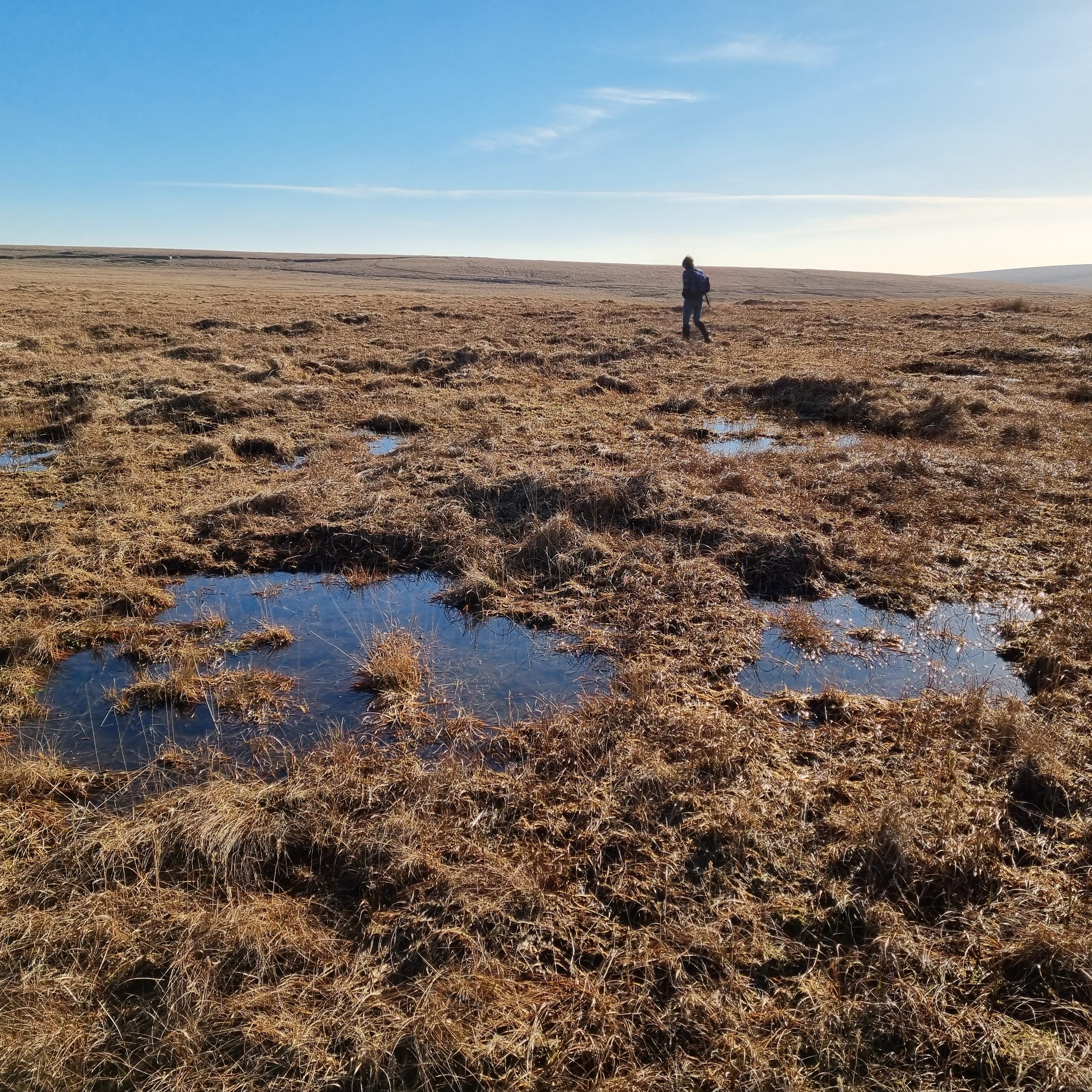 A person walking through a bog, with the sky reflected in standing water